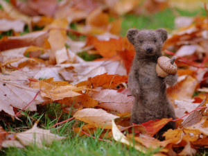 Read more about the article Foraging for Food