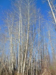 Read more about the article Black Cottonwood